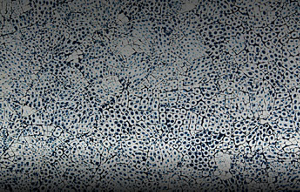 A close up of the Eggshell Snakeskin Sapphire